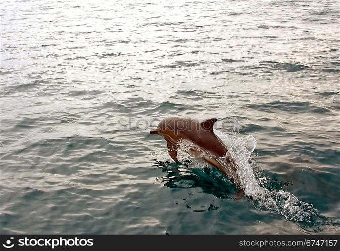 Dolphin jumping from water in the sea