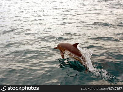 Dolphin jumping from water in the sea