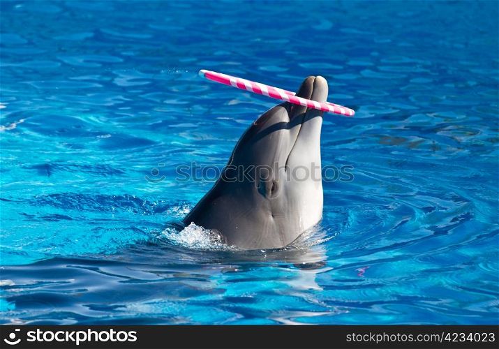 dolphin playing in the swimming pool