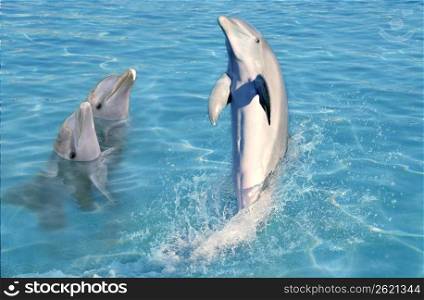 dolphin show in caribbean tuquoise water swimming stand
