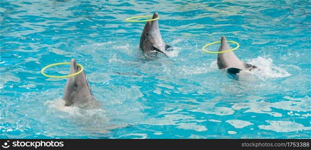 Dolphin spinning hoop in the pool, Dolphins show presentation in blue water in aquarium.
