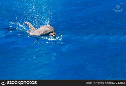 Dolphin splashes of sea water, indoors shot, copy space