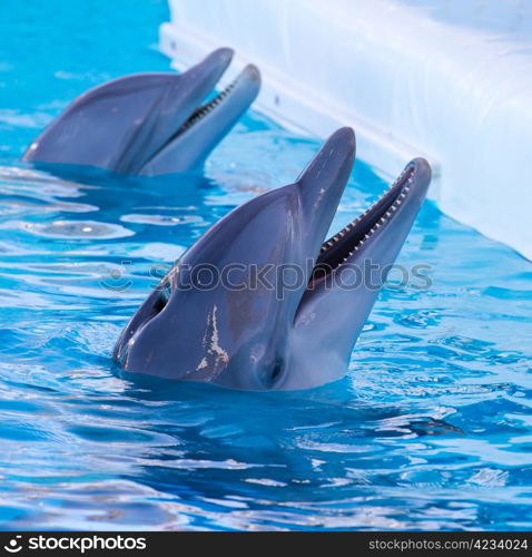 dolphin swimming in the pool