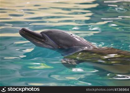 Dolphine in water