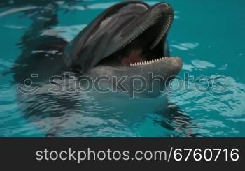 Dolphins head into the blue water close-up