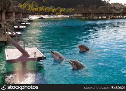 Dolphins in a bay of the tropical island, near houses on piles