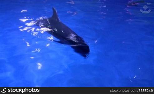Dolphins swimming in aquarium.