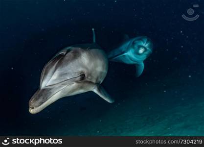 Dolphins swimming in the Red Sea, Eilat Israel