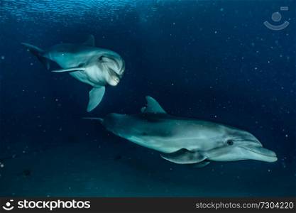 Dolphins swimming in the Red Sea, Eilat Israel