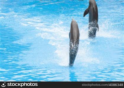 dolphins swimming in the saltwater pool