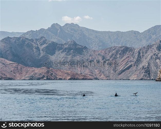 Dolphins swimming in the sea waves on the background of the rays of the bright sun. Closeup. Oman Fjords, Khasab. Dolphins swimming in the sea waves. Oman Fjords