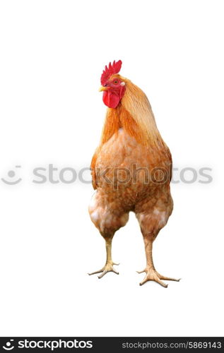 domestic bright cock on green grass background