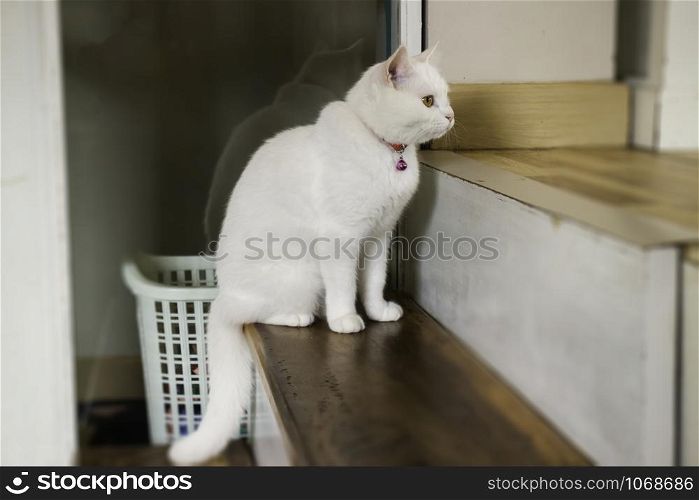 Domestic cat chilled in coffee shop, stock photo