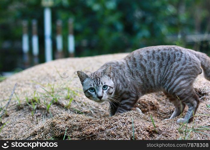 Domestic Cat in garden