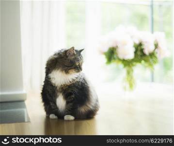 Domestic cat in living room over big window and bouquet of flowers. Pretty home scene with cat