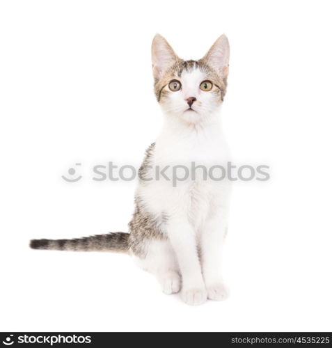 Domestic cat, kitten isolated on white background