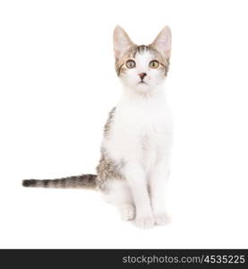 Domestic cat, kitten isolated on white background