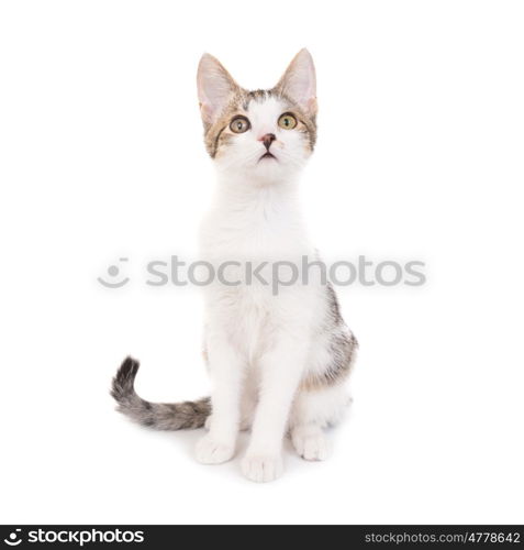 Domestic cat, kitten isolated on white background