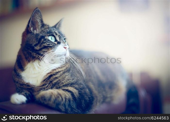 domestic cat on couch and looking out window