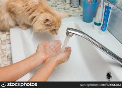 Domestic cat trying to drink water from the palms in the sink