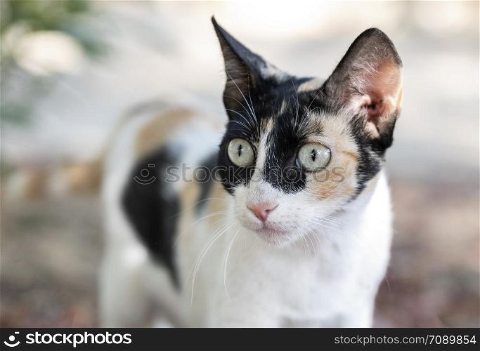 Domestic cat with clear eyes relaxed at home