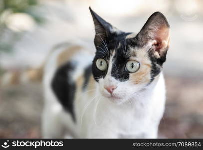 Domestic cat with clear eyes relaxed at home