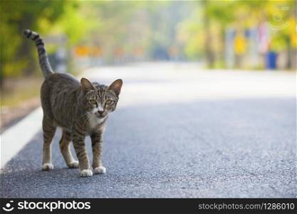 domestic cats standing on asphalt road use for multipurpose and travel,traveling,journey,nature,lovely animals,