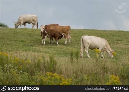 Domestic cattle grazing in a field, North Wiltshire, Prince Edward Island, Canada