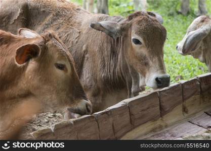 Domestic cattle in a farm, Finca El Cisne, Honduras