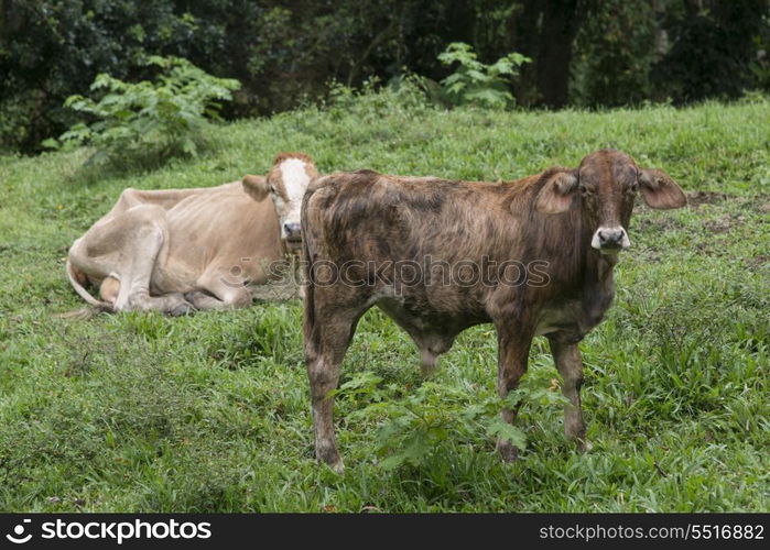 Domestic cattle in a farm, Finca El Cisne, Honduras