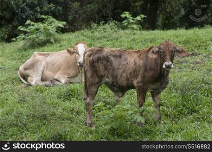 Domestic cattle in a farm, Finca El Cisne, Honduras