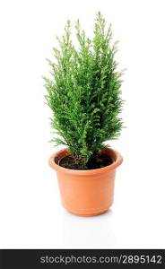 Domestic cypress isolated over white