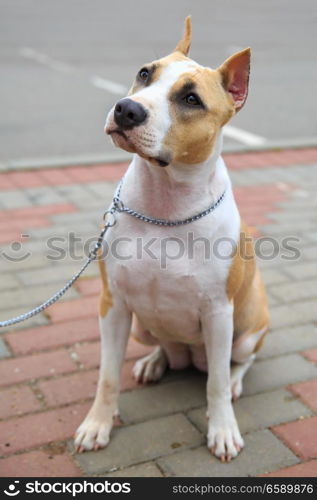 Domestic dog American Staffordshire terrier breed on leash. Focus on the dog muzzle, shallow depth of field