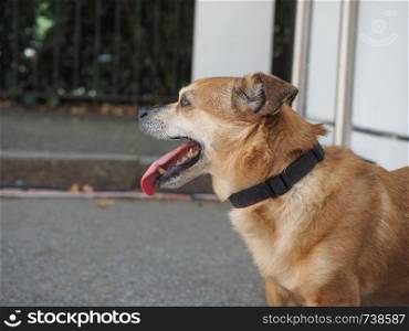 domestic dog animal of Phylum Chordata, Class Mammalia (Mammals). dog animal of class Mammalia (mammals)