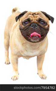 Domestic dog fawn Pug breed isolated on white background. Focus on the dog muzzle, shallow depth of field