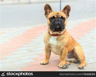 Domestic dog French Bulldog breed on leash. Focus on the dog muzzle, shallow depth of field