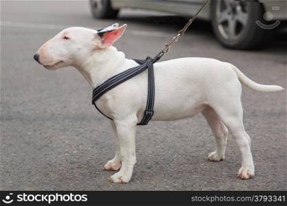 Domestic dog Miniature Bull Terrier breed. Focus on the dog muzzle, shallow depth of field