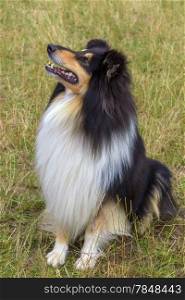 Domestic dog Rough Collie breed on a green lawn