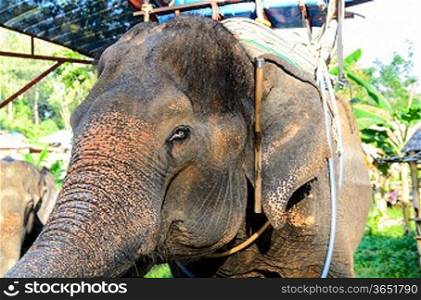 domestic elephant at Phuket, Thailand