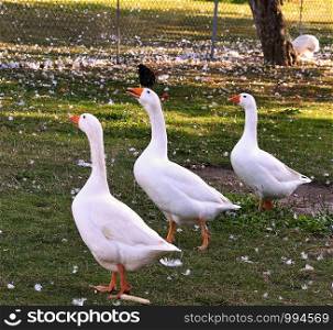 Domestic geese in animal welfare