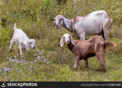 Domestic goats in Kerala India