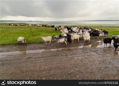Domestic goats landscape photo. Beautiful nature scenery photography with beautiful lake on background. Idyllic scene. High quality picture for wallpaper, travel blog, magazine, article. Domestic goats landscape photo