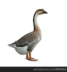 domestic goose isolated on white background