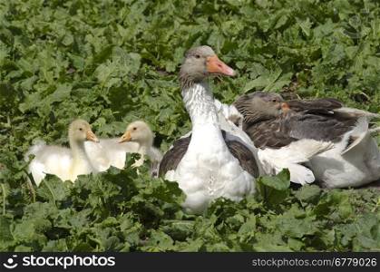 Domestic goose with fledglings. Domestic geese with fledglings on a green field in summer