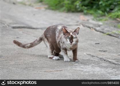 Domestic gray cat walking on concrete road and looking at the camera.