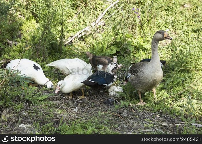 domestic group ducks searching food