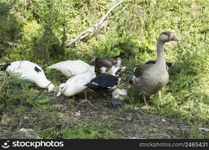 domestic group ducks searching food