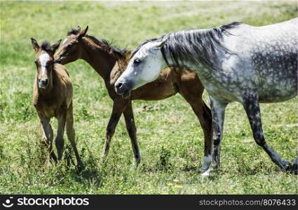 Domestic horses on green meadow. White horse