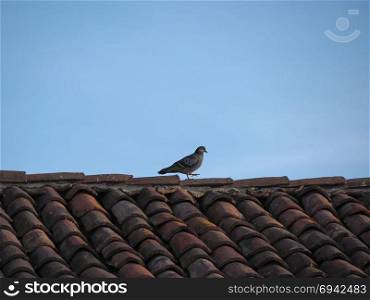 domestic pigeon bird animal. domestic pigeon bird animal on a roof top