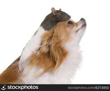 domestic rat and chihuahua in front of white background